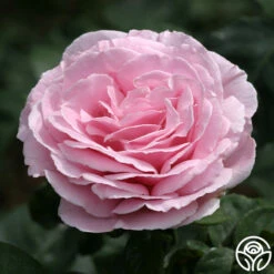Frédéric Mistral® -Heirloom Roses frederic mistral 3 7