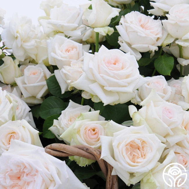 Free & Loyal 4 Free & Loyal - Image 2