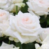 Free & Loyal -Heirloom Roses free loyal 2 1 1
