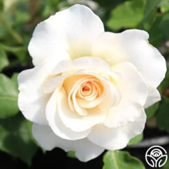 French Lace™ -Heirloom Roses french lace 11