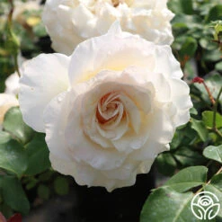 French Lace™ -Heirloom Roses french lace 3