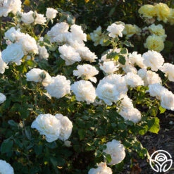 French Lace™ -Heirloom Roses french lace 4