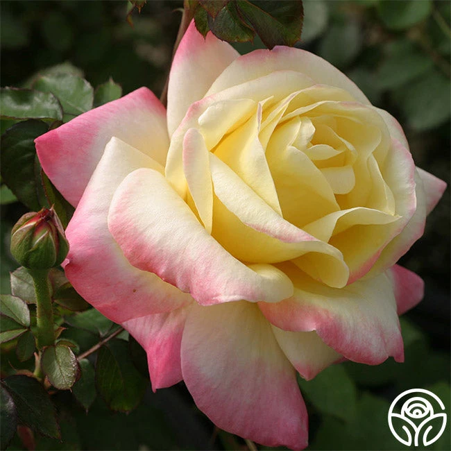 French Perfume™ 4 French Perfume™ - Image 2