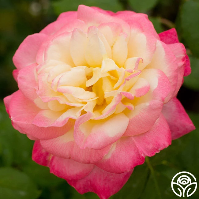 French Perfume™ 5 French Perfume™ - Image 3