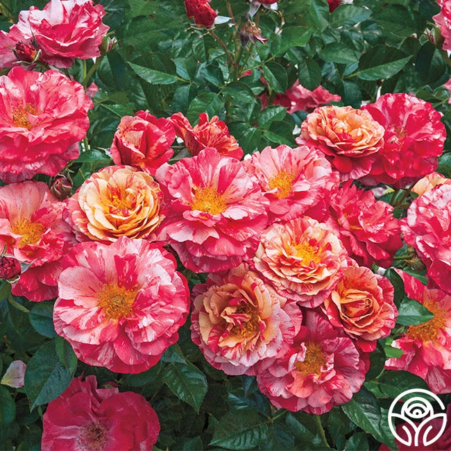 Frida Kahlo™ 4 Frida Kahlo™ - Image 2