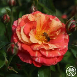 Frida Kahlo™ 20 Frida Kahlo™ -Heirloom Roses frida kahlo 2 1