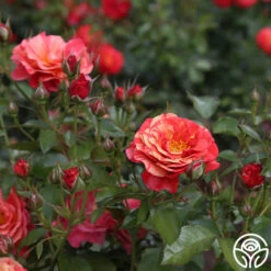 Frida Kahlo™ 21 Frida Kahlo™ -Heirloom Roses frida kahlo 3 1