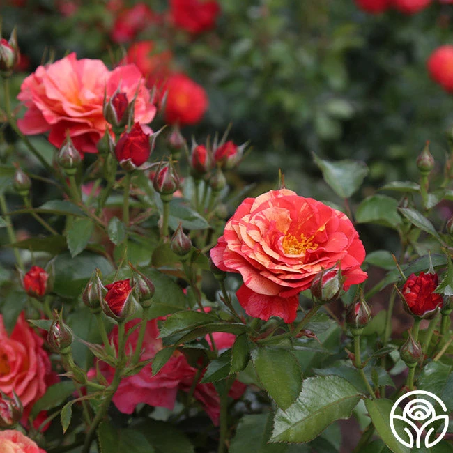 Frida Kahlo™ 9 Frida Kahlo™ - Image 7