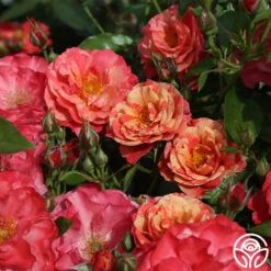 Frida Kahlo™ 18 Frida Kahlo™ -Heirloom Roses frida kahlo 5 1