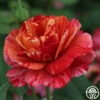 Frida Kahlo™ -Heirloom Roses frida kahlo 8