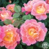 Fruity Petals™ -Heirloom Roses fruity petals 1 2