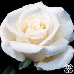 Full Sail -Heirloom Roses full sail 1 8