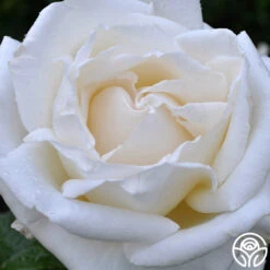 Full Sail -Heirloom Roses full sail 2 8