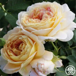 Fun In The Sun™ 9 Fun In The Sun™ -Heirloom Roses fun in the sun