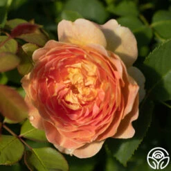 Fun In The Sun™ 8 Fun In The Sun™ -Heirloom Roses funinthesun 1 1