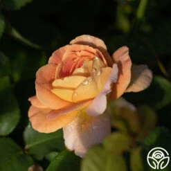 New Release -Heirloom Roses funinthesun 2