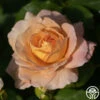 Fun In The Sun™ -Heirloom Roses funinthesun 3
