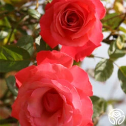 Galway Bay® -Heirloom Roses galway bay logo 03