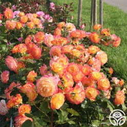 Garden Delight™ -Heirloom Roses garden delight 4 1