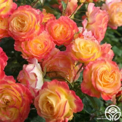 Garden Delight™ -Heirloom Roses garden delight 7