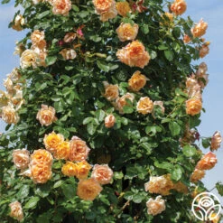 Garden Sun™ 7 Garden Sun™ -Heirloom Roses garden sun logo 01