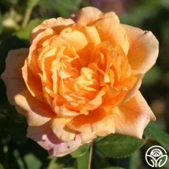 Garden Sun™ 6 Garden Sun™ -Heirloom Roses garden sun logo 02