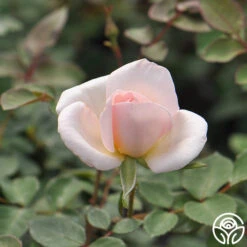 Garden Time™ 5 Garden Time™ -Heirloom Roses garden time 2 2