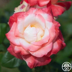 Gemini® 15 Gemini® -Heirloom Roses gemini 4 1