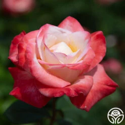 Gemini® 16 Gemini® -Heirloom Roses gemini 5 1