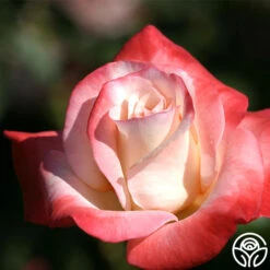 Gemini® 17 Gemini® -Heirloom Roses gemini 6 2