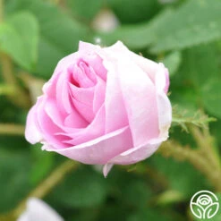 General Kleber -Heirloom Roses general kleber 11