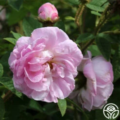 General Kleber -Heirloom Roses general kleber 1 1 1