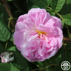 General Kleber -Heirloom Roses general kleber 2 5