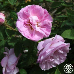 General Kleber -Heirloom Roses general kleber 4