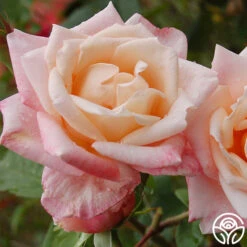 Generosity™ -Heirloom Roses generosity 1 3