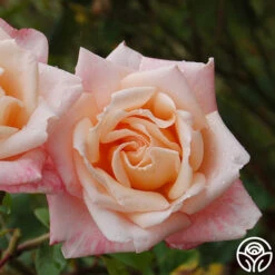 Generosity™ -Heirloom Roses generosity 2 2
