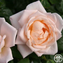 Generosity™ -Heirloom Roses generosity 3