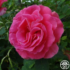 Gentle Giant™ 5 Gentle Giant™ -Heirloom Roses gentle giant 1