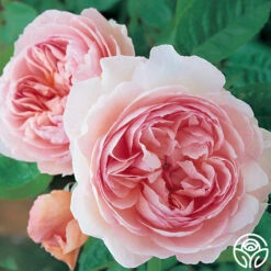 Gentle Hermione® -Heirloom Roses gentle hermione logo 01