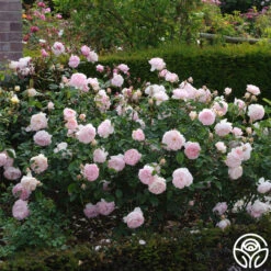 Gentle Hermione® -Heirloom Roses gentle hermione logo 02