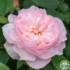 Gentle Hermione® -Heirloom Roses gentle hermione logo 04