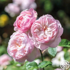 Gentle Hermione® -Heirloom Roses gentle hermione logo 05