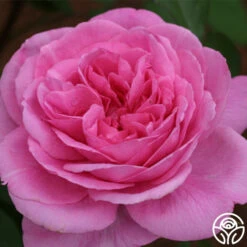 Gertrude Jekyll® -Heirloom Roses gertrude jekyll logo 01