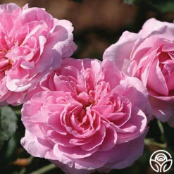 Gertrude Jekyll® -Heirloom Roses gertrude jekyll logo 02