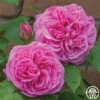Gertrude Jekyll® -Heirloom Roses gertrude jekyll logo 03