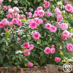 Gertrude Jekyll® -Heirloom Roses gertrude jekyll logo 04