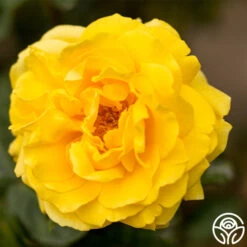 Gina Lollobrigida® -Heirloom Roses gina lollobrigida 1 7