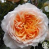 Ginger Syllabub™ -Heirloom Roses ginger syllabub 1