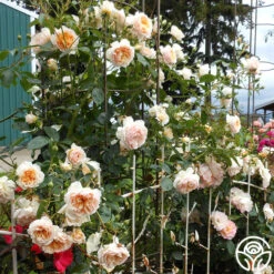 Ginger Syllabub™ -Heirloom Roses ginger syllabub 2