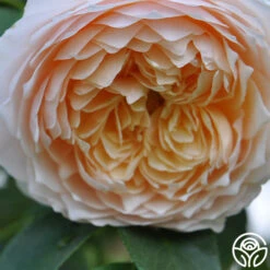 Ginger Syllabub™ -Heirloom Roses ginger syllabub 5